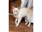 Adopt Chatterbox a Siamese