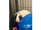 Adopt Joe a Guinea Pig