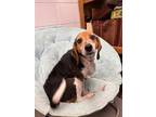 Adopt Miles N a Beagle