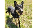 Adopt BIG MAC a German Shepherd Dog