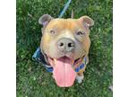 Adopt Indiana Bones a American Staffordshire Terrier