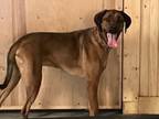 Adopt Oscar a Rhodesian Ridgeback, Rottweiler