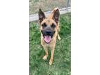 Adopt Ruger a Mixed Breed