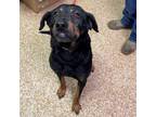 Adopt Kane a Rottweiler, Hound