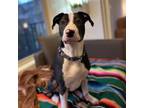 Adopt Chip - Cow Litter - AVAILABLE a Pit Bull Terrier