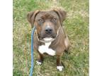 Adopt Bennie a Mastiff, Pit Bull Terrier