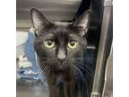 Adopt Fluffy a Domestic Short Hair