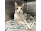 Adopt Cupid a Domestic Short Hair