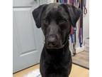 Adopt Magoo a Labrador Retriever