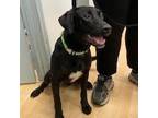 Adopt Larry a Black Labrador Retriever, Hound