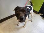 Adopt CHAMP a American Staffordshire Terrier, Mixed Breed