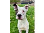 Adopt Jason a Pit Bull Terrier, Mixed Breed