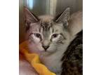 Adopt Sam a Domestic Short Hair