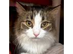 Adopt Boots - Adoption Fee Paid! a Domestic Long Hair