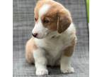 Pembroke Welsh Corgi Puppy for sale in Osceola, IA, USA