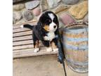 Bernese Mountain Dog Puppy for sale in Greenwood, WI, USA