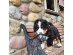Bernese Mountain Dog Puppy for sale in Greenwood, WI, USA
