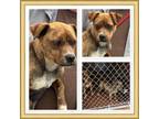 Adopt BRONCO a Puggle