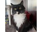 Adopt Owen a Domestic Long Hair