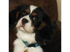 Cavalier King Charles Spaniel Puppy for sale in Snowflake, AZ, USA