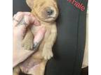 Golden Retriever Puppy for sale in Hermiston, OR, USA