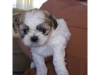 Shih Tzu Puppy for sale in Enid, OK, USA