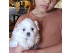 Shih Tzu Puppy for sale in Enid, OK, USA