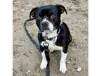 Adopt Butterball a Mixed Breed