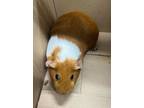 Adopt Rudolph van Richten a Guinea Pig