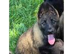 German Shepherd Dog Puppy for sale in Squaw Valley, CA, USA