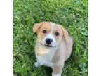 Pembroke Welsh Corgi Puppy for sale in Glasgow, KY, USA