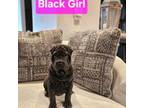 Mini Shar Pei-Black Female