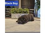 Mini Shar Pei-Black Male