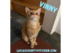 Adopt Vinny a American Shorthair, Domestic Short Hair