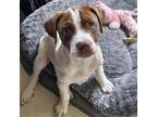 Adopt Bumblebee Pup - Diggerbee - Adopted! a Pointer, Terrier