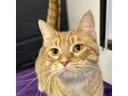 Adopt Ozzy (bonded To Buckaroo) a Domestic Short Hair