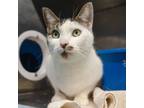 Adopt Jerry a Domestic Short Hair