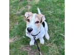 Adopt Boone a Hound