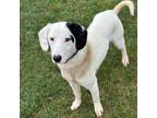 Adopt Teague a Pointer