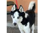 Adopt Gorgeous in DANGER!!! a Siberian Husky