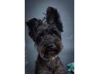 Adopt Coal a Schnauzer, Yorkshire Terrier