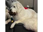 Adopt Sam - Courtesy Listing a Great Pyrenees