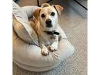Adopt Liam a Beagle, Labrador Retriever