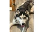 Adopt Midas a Siberian Husky