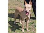 Adopt Halo a Carolina Dog, Mixed Breed