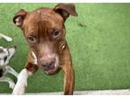 Adopt TIGER a American Staffordshire Terrier, Mixed Breed