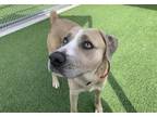 Adopt HOLIDAY a American Staffordshire Terrier, Mixed Breed