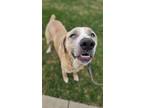 Adopt HOLIDAY a American Staffordshire Terrier, Mixed Breed