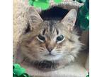 Adopt Atticus a Domestic Medium Hair