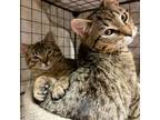 Adopt CJ & TINKERBELL L - BROTHER & SISTER a Tabby, Domestic Short Hair